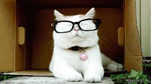 katinas akiniai