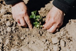 crop photo of person planting seedling in garden soil
